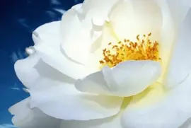 Belleza Blanca jigsaw puzzle