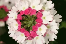 Verbena Twister Pink jigsaw puzzle