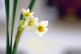 Lirios jigsaw puzzle