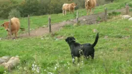 פאזל של Jazzy garde les vaches