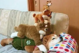 CÃ£es e pelÃºcias