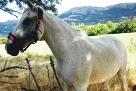 un amigo en el camino