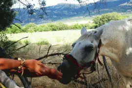 Â¿quieres un bocadito?