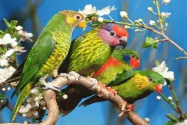 pajaros