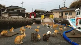 animales jigsaw puzzle