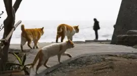 animales jigsaw puzzle