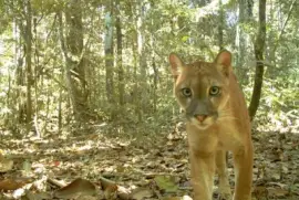 animales jigsaw puzzle