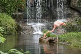 animales jigsaw puzzle