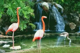 animales jigsaw puzzle