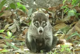 animales jigsaw puzzle