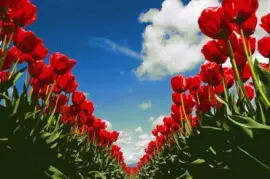 animales jigsaw puzzle