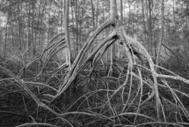 manglar en ecuador national geographic jigsaw puzzle