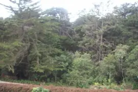 Arboles jigsaw puzzle