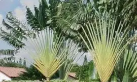 NATUREZA jigsaw puzzle