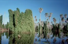 BaÃ±ado La Estrella. Formosa. Argentina