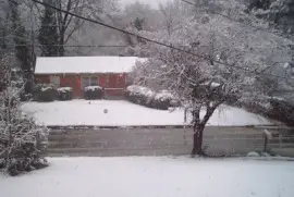 Icy tree jigsaw puzzle