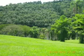 VegetaÃ§Ã£o Mata AtlÃ¢ntica jigsaw puzzle