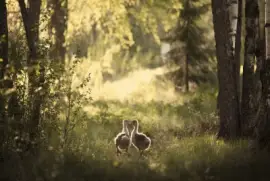 animales jigsaw puzzle