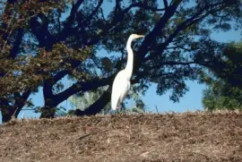 Elegancia jigsaw puzzle