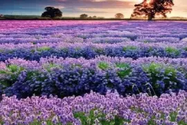 paisagem jigsaw puzzle