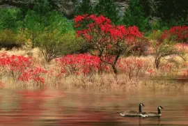 NÂº 771 jigsaw puzzle