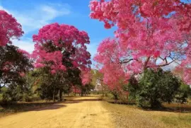 Piuva Roxa ou Ipe Roxo jigsaw puzzle