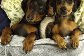 CÃ£es simpÃ¡ticos