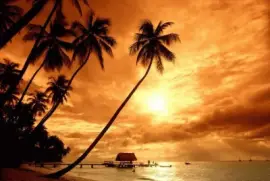 cocotero al atardecer jigsaw puzzle