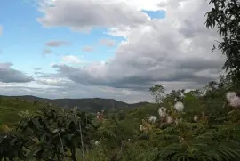 Cerrado Brasileiro jigsaw puzzle