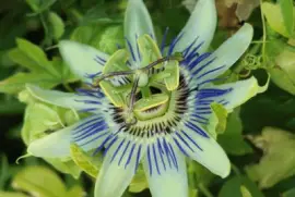 MburucuyÃ¡ o Pasionaria