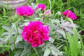 pivoines jigsaw puzzle