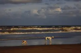 En San Clemente del TuyÃº. Bs. As.- Argentina jigsaw puzzle