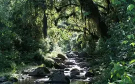 PN Campo de los Alisos. TucumÃ¡n. Argentina jigsaw puzzle