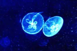 medusas
