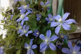 clematis