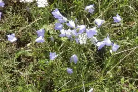 fleurs des champs (Bel)