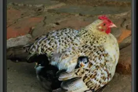 mamÃ¡ gallina