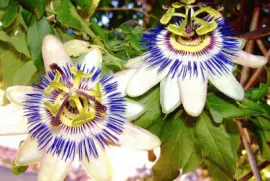 mburucuyÃ¡ o pasionaria