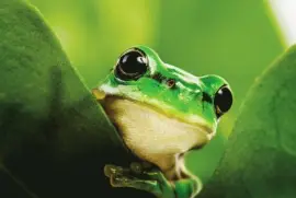 agalychnis moreletii