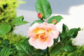 la rosa