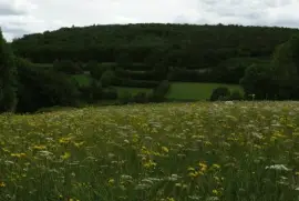 Prairie de fauche(Theux-East Belgium)