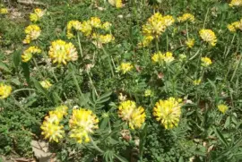 Anthyllides (Theux-East Belgium)