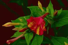 פאזל של belle de nuit