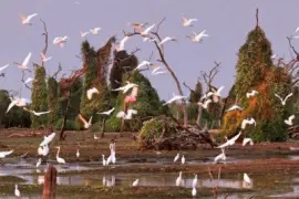 BaÃ±ado La Estrella. Formosa. Argentina jigsaw puzzle