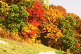 automne jigsaw puzzle