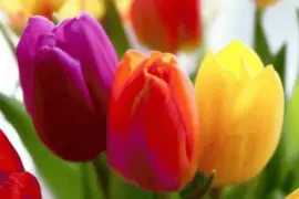 Tulips jigsaw puzzle