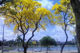 IpÃªs Amarelos jigsaw puzzle