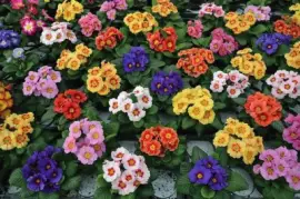 FaraÃ³n jigsaw puzzle