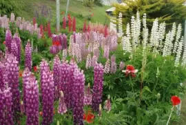 En Ushuaia. Tierra del Fuego. Argentina jigsaw puzzle