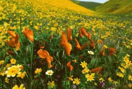 Natura jigsaw puzzle